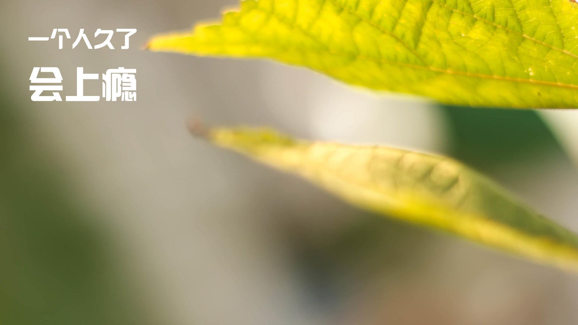 跨界统治力，从爵士碾压到马克西接管—竞技体育的唯一样本