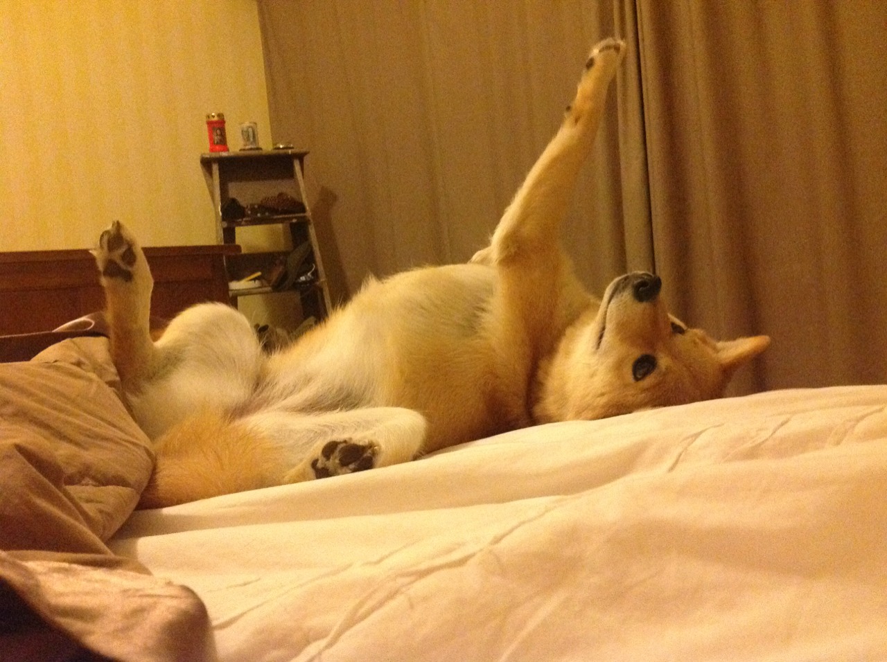 阿克攻防两端统治，秘鲁淘汰牙买加，一场战术与意志的胜利